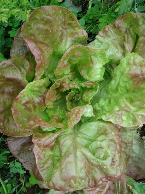 Marvel of Four Seasons Lettuce - Image 4