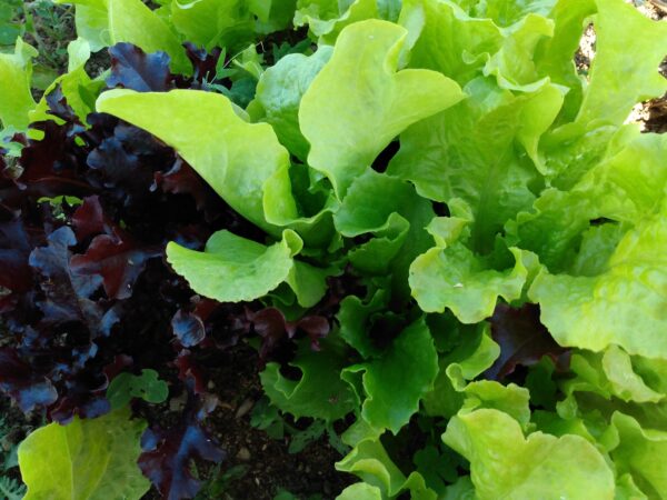 Lettuce Mix