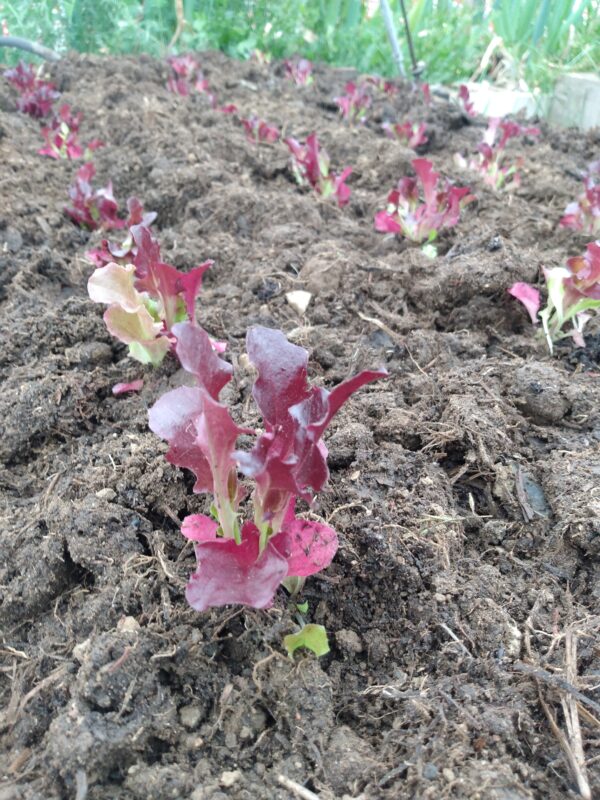 Red Salad Bowl Lettuce - Image 3