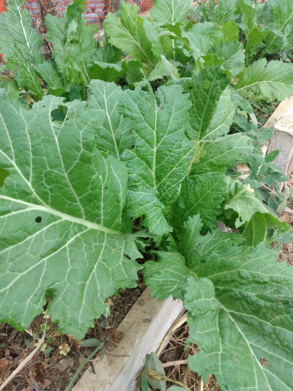 Chinese Thick Stem Mustard