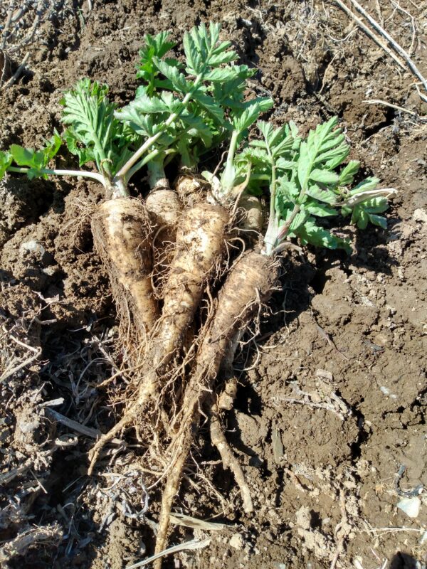 Hollow Crown Parsnip