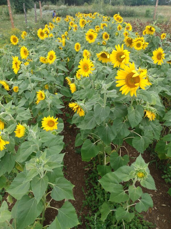 Peredovik Oilseed Sunflower - Image 5