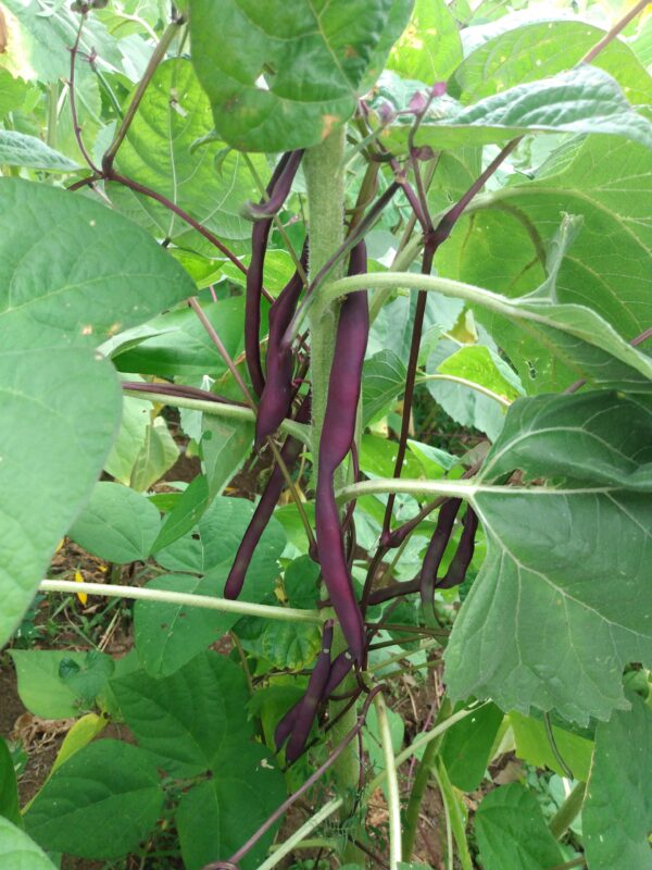 Purple Peacock Snap Bean - Image 2