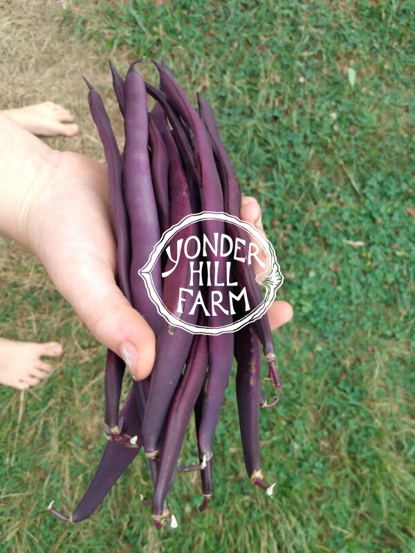 Purple Peacock Snap Bean