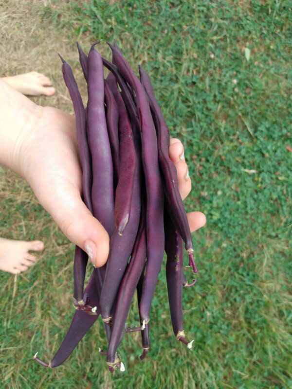 Purple Peacock Snap Bean