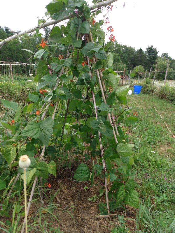 Scarlet Runner Bean - Image 3