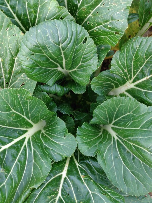 Prize Choy Bok Choy