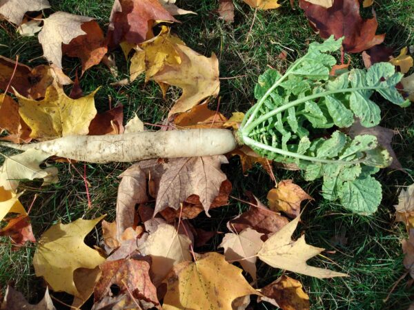 Miyashige Daikon Radish - Image 2