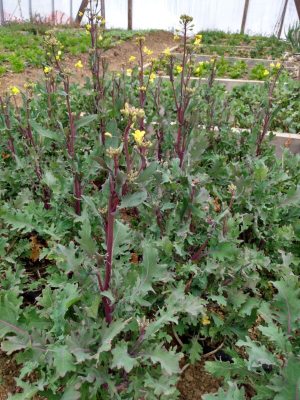 Red Russian Kale - Image 5