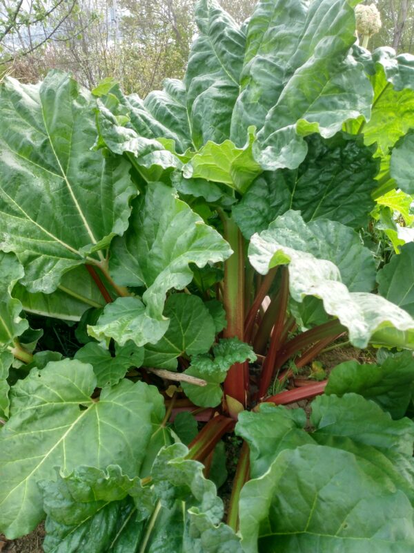 Heritage Rhubarb