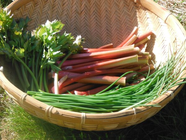 Heritage Rhubarb - Image 2