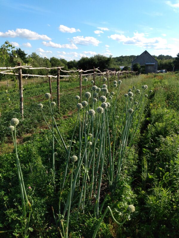 French Shallot - Image 3