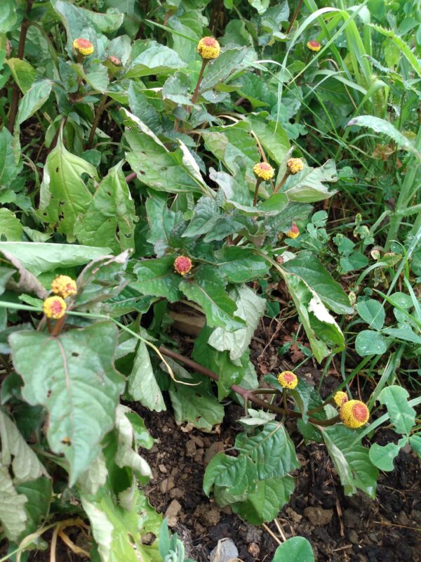 Spilanthes - Image 3