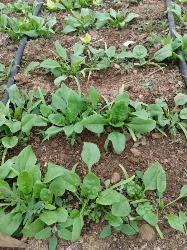 Winter Giant Spinach - Image 2