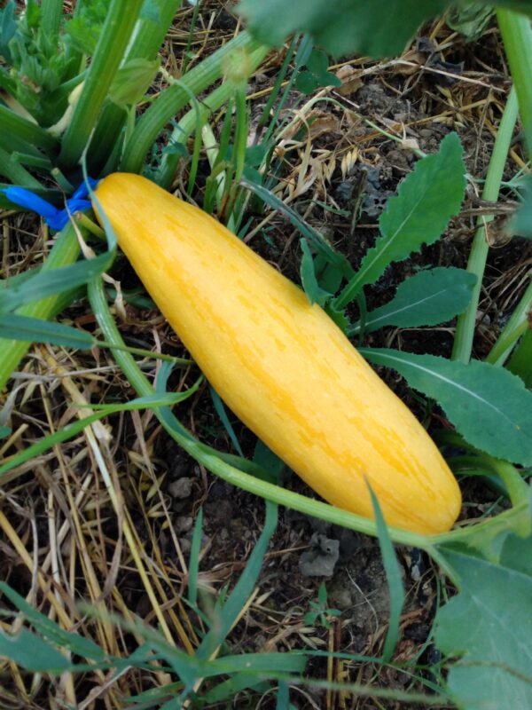 Golden Zucchini - Image 3