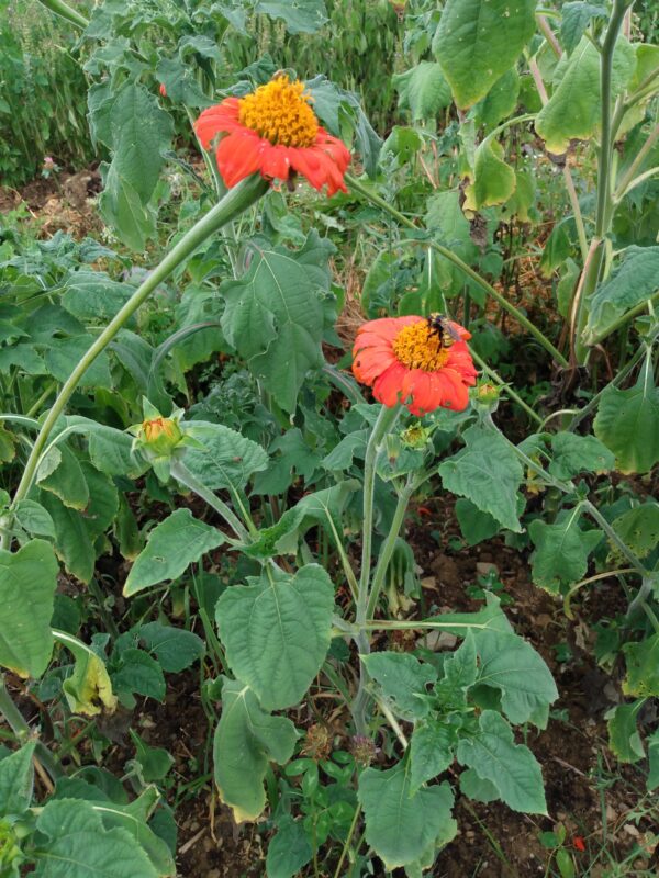 Torch Tithonia - Image 4