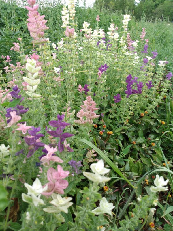 Tricolor Salvia - Image 5