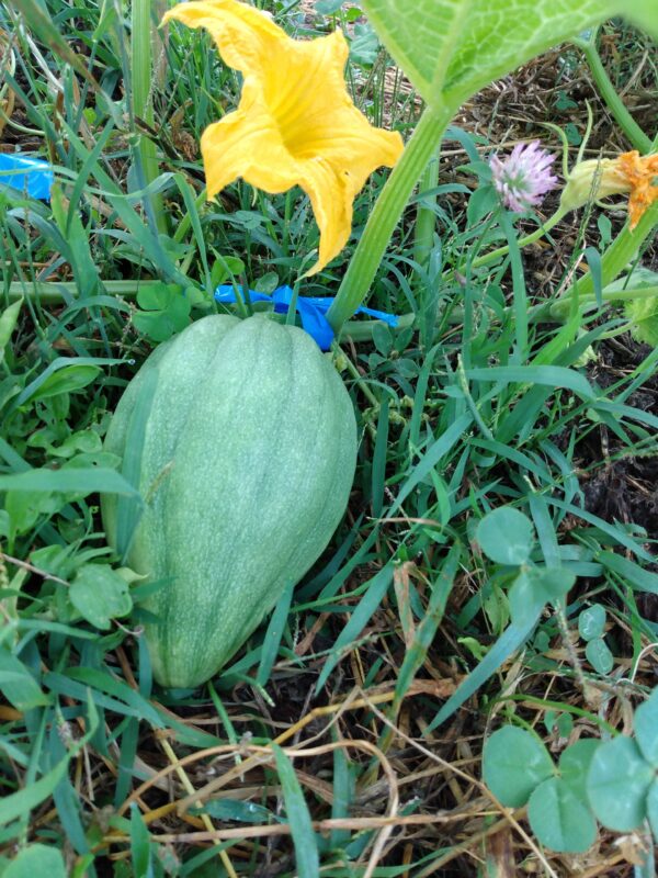 Fishers Acorn Squash - Image 2