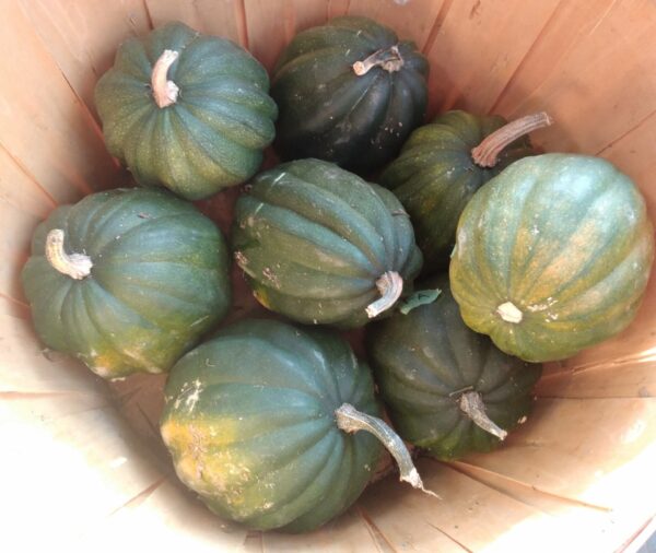 Fishers Acorn Squash