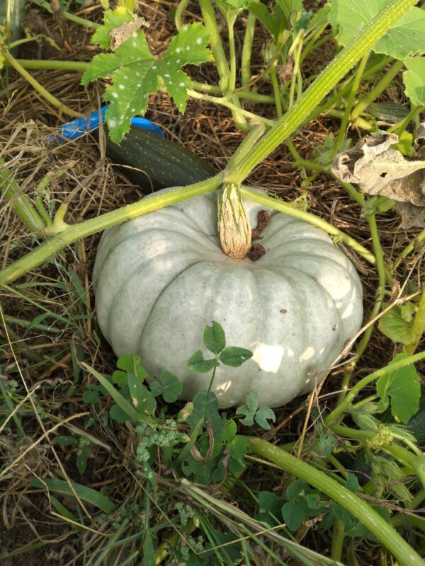 Jarrahdale Pumpkin - Image 2