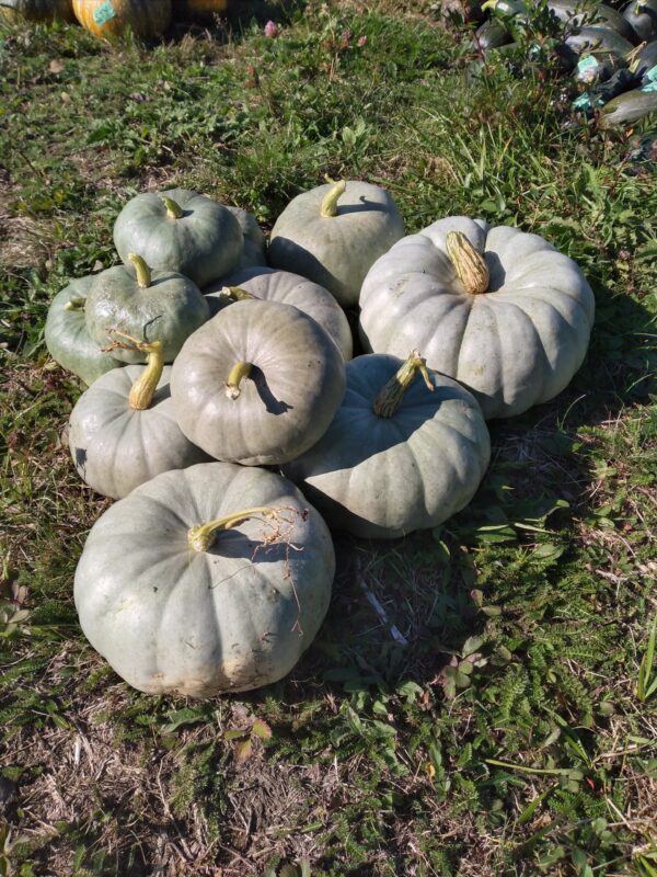 Jarrahdale Pumpkin