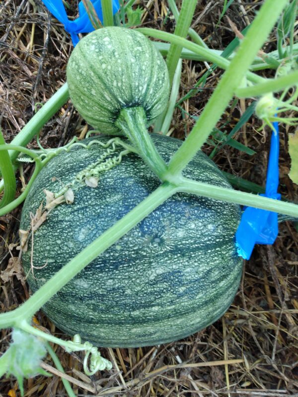 Styrian Pumpkin - Image 3