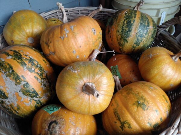 Styrian Pumpkin