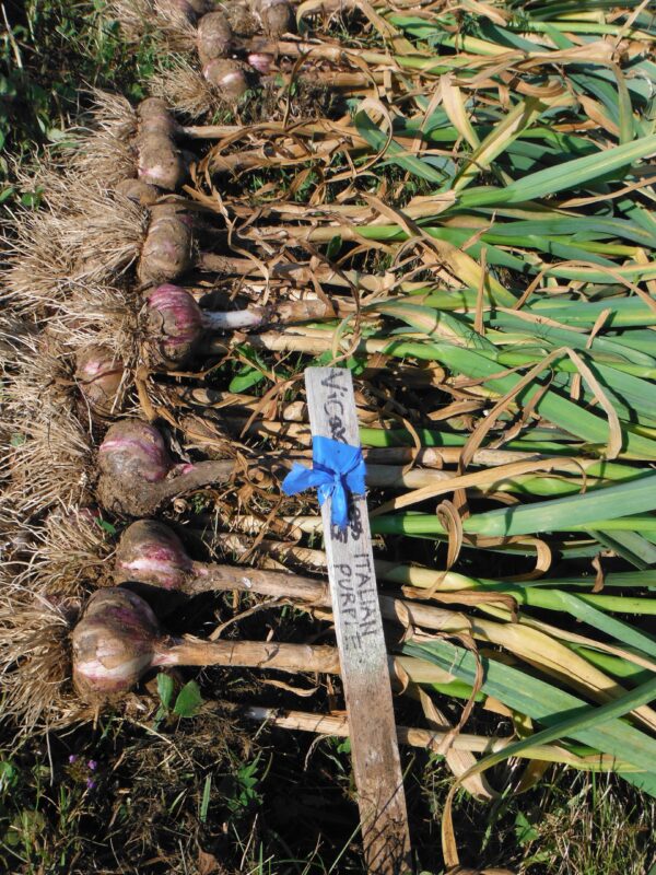 Italian Purple Seed Garlic