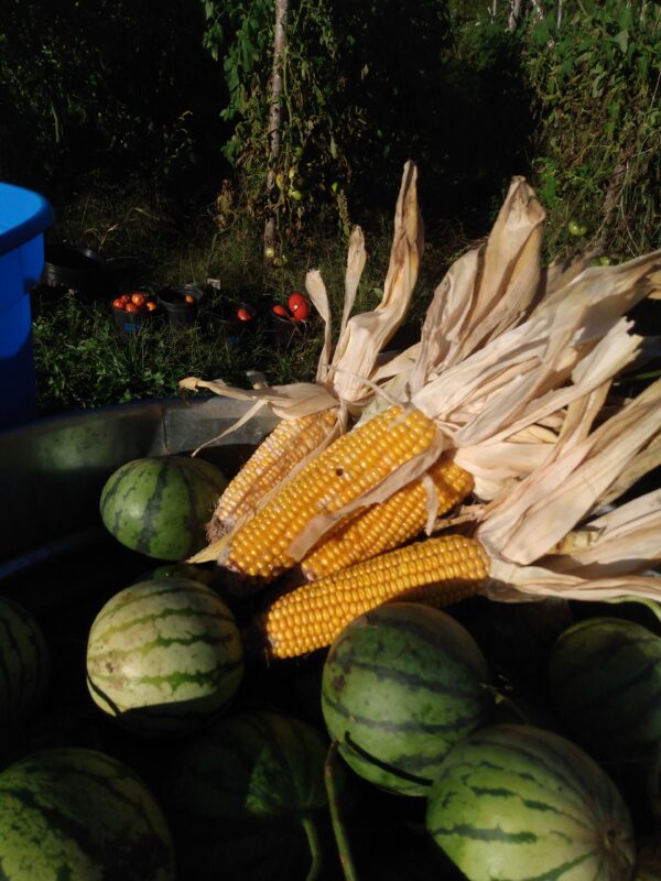 Early Riser Field Corn - Image 3