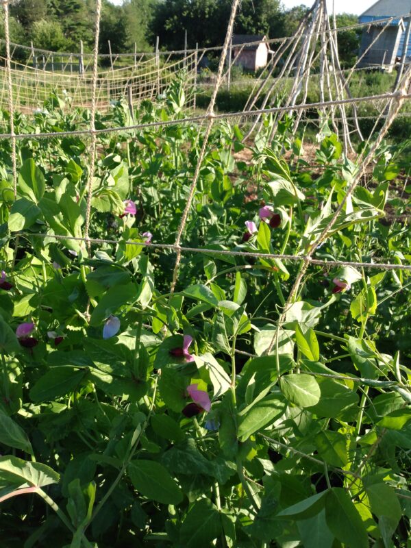 Brazilian Snow Pea - Image 2