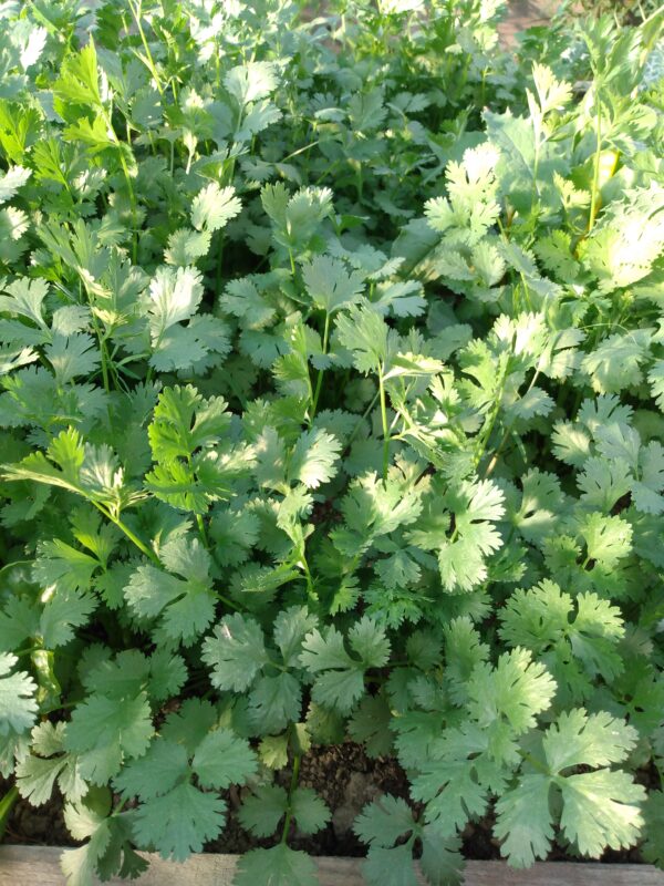 Cilantro - Image 2