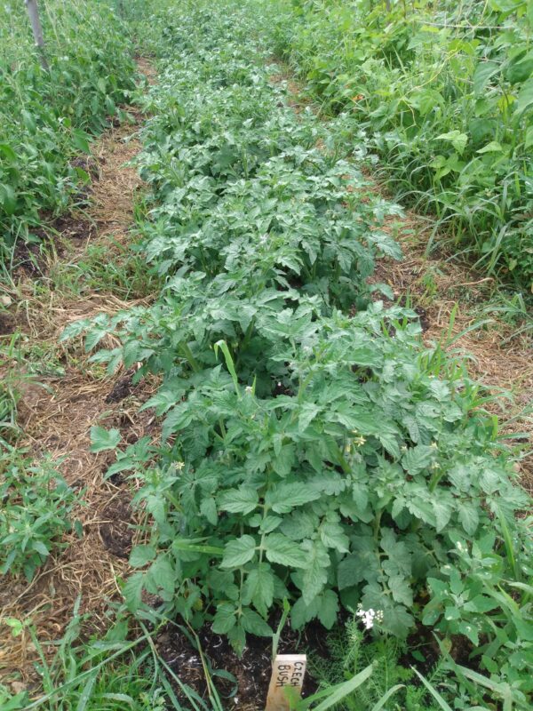 Czech Bush Tomato - Image 2