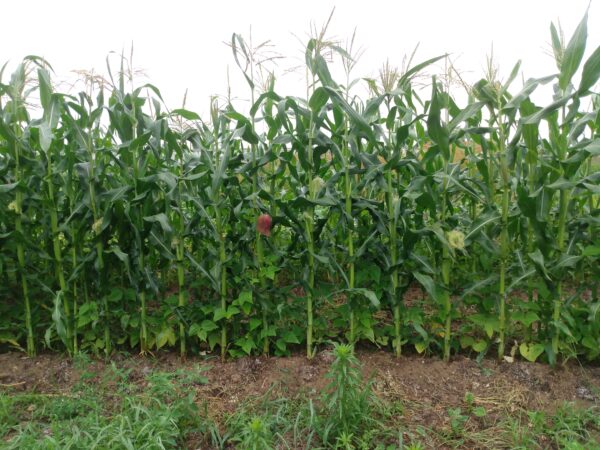 Early Riser Field Corn - Image 6