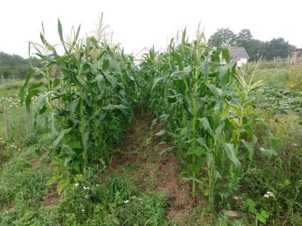 Early Riser Field Corn - Image 5