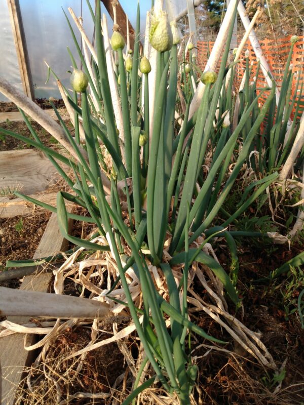 Evergreen Hardy White Scallion