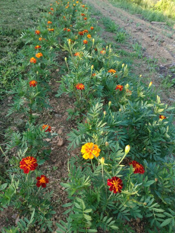 French Dwarf Double Marigold - Image 4