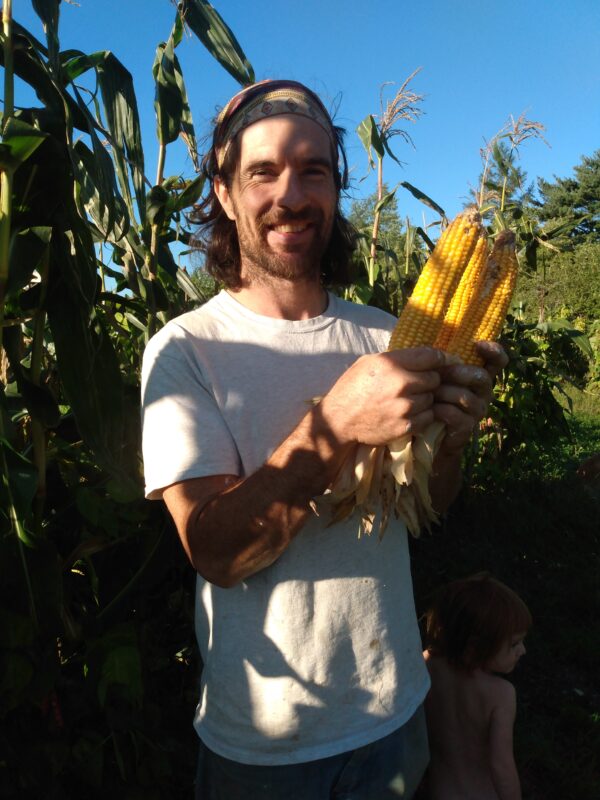 Early Riser Field Corn - Image 4