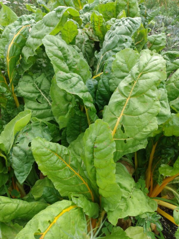 Golden Chard - Image 6