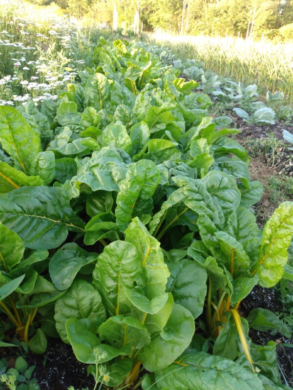 Golden Chard - Image 5