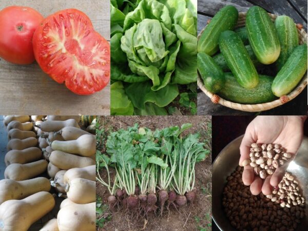 Heirloom Vegetable Garden Collection