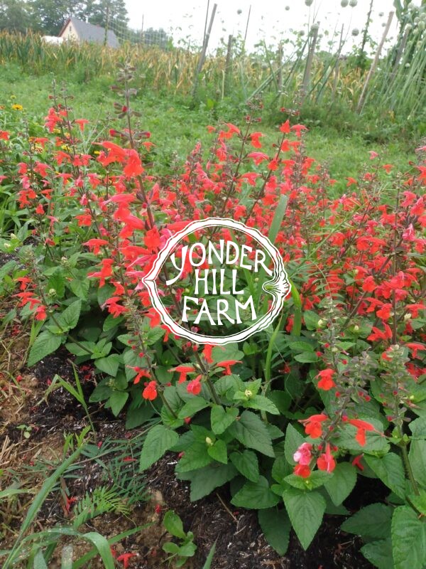 Hummingbird Sage