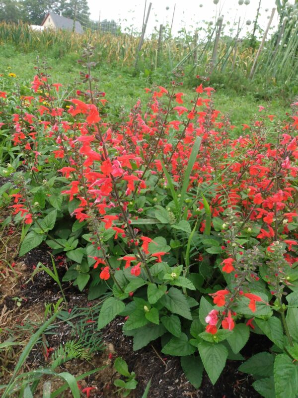 Hummingbird Sage