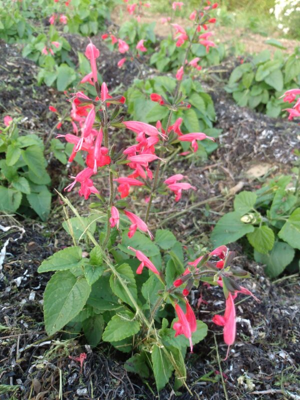 Hummingbird Sage - Image 2