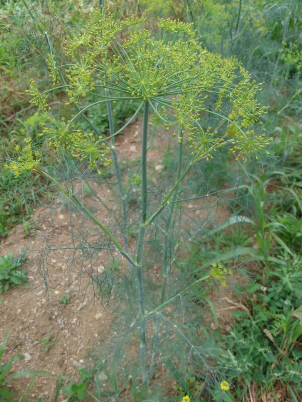 Mammoth Long Island Dill - Image 3