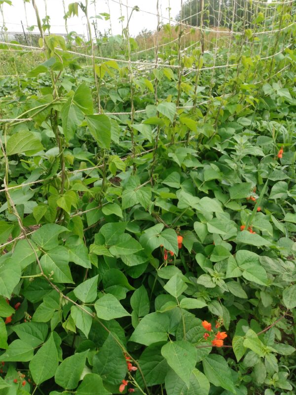 Scarlet Runner Bean - Image 4