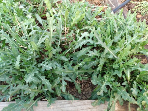 Sylvetta Arugula - Image 2