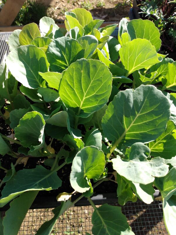 Tancook Island Cabbage - Image 3