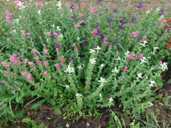 Tricolor Salvia - Image 4