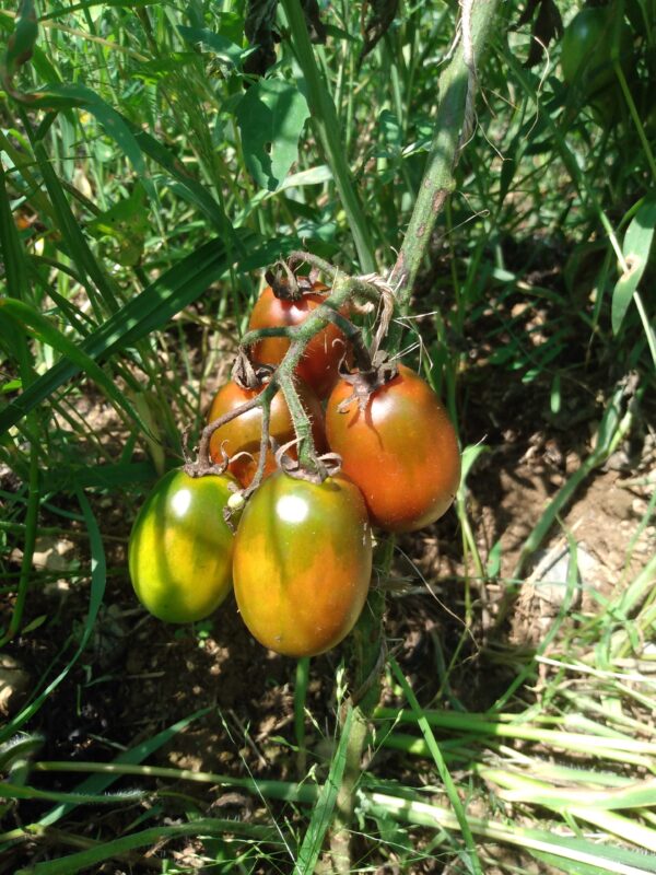 Black Plum Tomato - Image 2