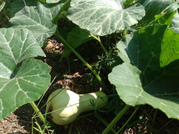 Burpee's Butterbush Butternut Squash - Image 2